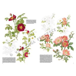 42 – Rose – Manuale di disegno per artisti e appassionati
