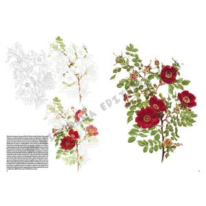 42 – Rose – Manuale di disegno per artisti e appassionati