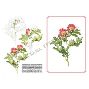 42 – Rose – Manuale di disegno per artisti e appassionati