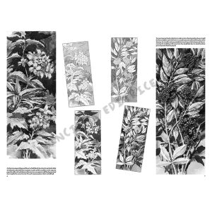 20 – Fiori – Collana Leonardo - 1