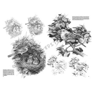 28 – Gli Uccelli – Collana Leonardo - 2