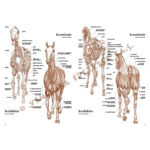 06 – Cavalli – Collana Leonardo - 3