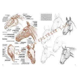 06 – Cavalli – Collana Leonardo - 5