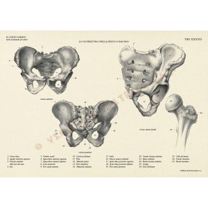 Il Cavallo – Manuali Tecnici Leonardo - 7