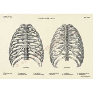 Il Cavallo – Manuali Tecnici Leonardo - 9