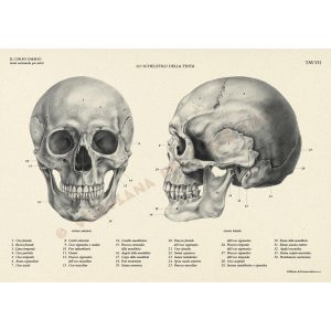 Il Cavallo – Manuali Tecnici Leonardo - 11