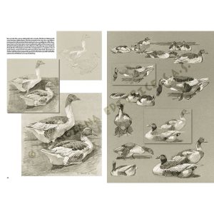 38 – Libro di Disegno – Gli Animali di Mathurin Méheut – Collana Leonardo