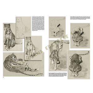 38 – Libro di Disegno – Gli Animali di Mathurin Méheut – Collana Leonardo