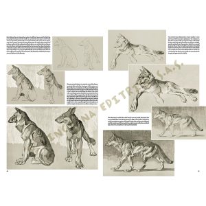 38 – Libro di Disegno – Gli Animali di Mathurin Méheut – Collana Leonardo