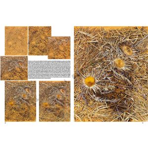 47 – Collana Leonardo libro di disegno – Le Stagioni